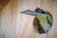 Cyanistes caeruleus