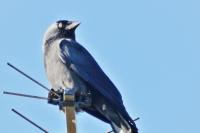 Corvus monedula