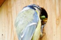 Cyanistes caeruleus