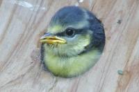 Cyanistes caeruleus