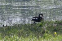 Cygnus atratus