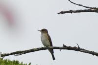 Muscicapa striata