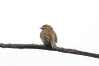 Emberiza cirlus