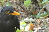 Turdus merula