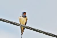Hirundo rustica
