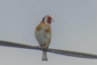 Carduelis carduelis