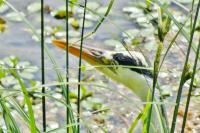 Ardea cinerea