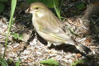 Chloris chloris
