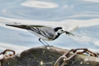 Motacilla alba