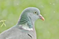 Columba palumbus