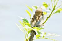 Passer domesticus