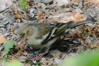 Fringilla coelebs