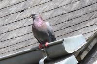 Columba livia