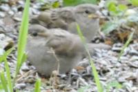 Passer domesticus
