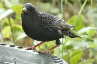 Sturnus vulgaris
