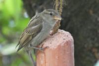 Passer domesticus