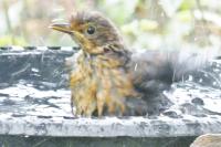 Turdus merula