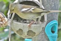 Fringilla coelebs