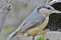 Sitta europaea