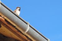 Passer domesticus