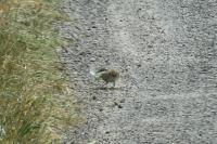 Passer domesticus