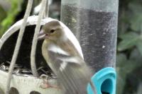 Fringilla coelebs