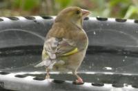 Chloris chloris