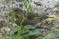 Chloris chloris