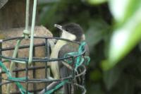 Parus major