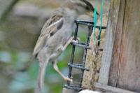 Passer domesticus