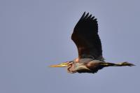Ardea purpurea