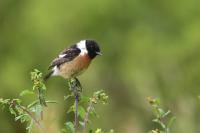 Saxicola rubicola