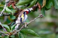 Carduelis carduelis