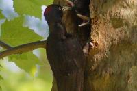 Dryocopus martius