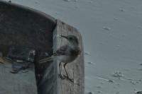 Motacilla alba