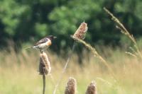 Saxicola rubicola