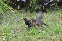 Turdus merula