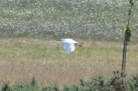 Egretta garzetta