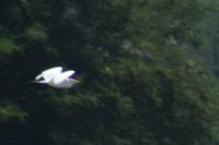 Bubulcus ibis