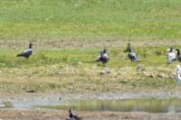 Columba livia