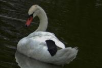 Cygnus olor