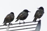 Sturnus vulgaris