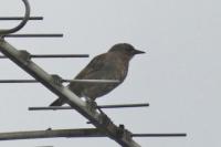Sturnus vulgaris
