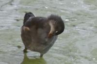 Gallinula chloropus