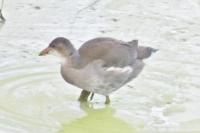 Gallinula chloropus