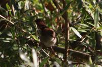 Cettia cetti
