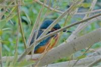 Alcedo atthis
