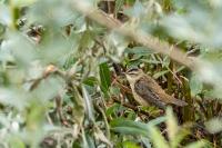 Acrocephalus schoenobaenus