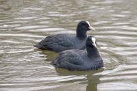 Fulica atra