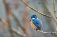Alcedo atthis